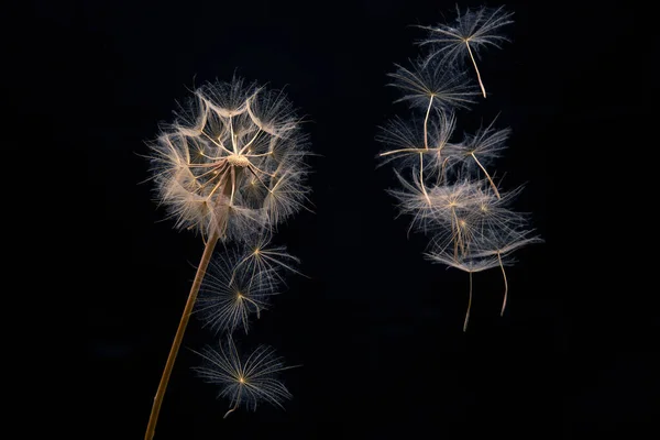 Nasiona Mniszka Latają Kwiatu Ciemnym Tle Rozmnażanie Się Botaniki Kwitnienia — Zdjęcie stockowe