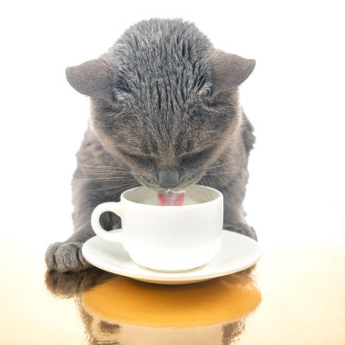 Gri kedi beyaz bardaktan taze süt içer. Favori hayvanla ev yapımı kahvaltı konsepti