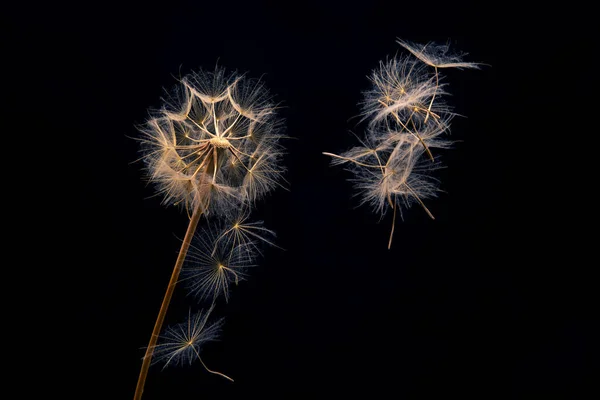 Les Graines Pissenlit Volent Fleur Sur Fond Sombre Multiplication Botanique — Photo