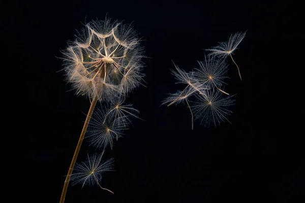 Dandelion Seeds Fly Flower Dark Background Botany Bloom Growth Propagation — Stock Photo, Image