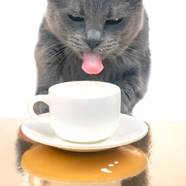 stock image Gray cat drinks fresh milk from a white cup. homemade breakfast concept with favorite animal