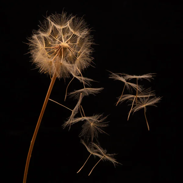 蒲公英种子在黑暗的背景上从花朵上飞散 植物区系和开花生长繁殖 — 图库照片