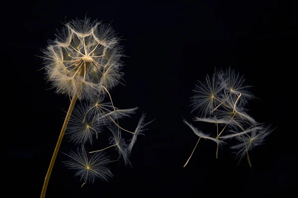 蒲公英种子在黑暗的背景上从花朵上飞散 植物区系和开花生长繁殖 — 图库照片