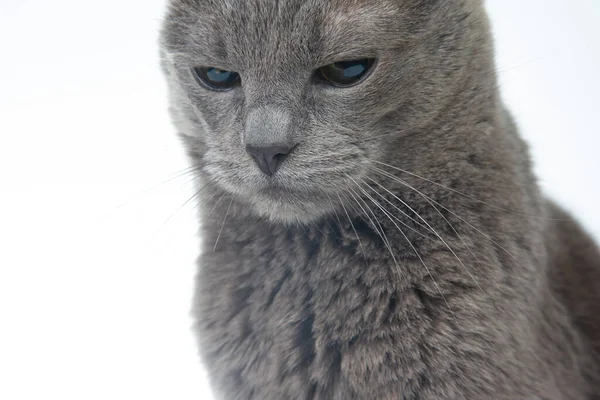 Retrato Gato Gris Sobre Fondo Blanco Cerca — Foto de Stock