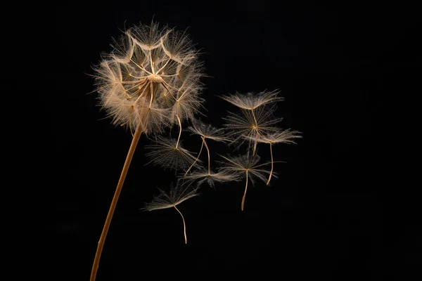 민들레씨는 어두운 배경에 꽃에서 날아온다 식물학 발하다 — 스톡 사진