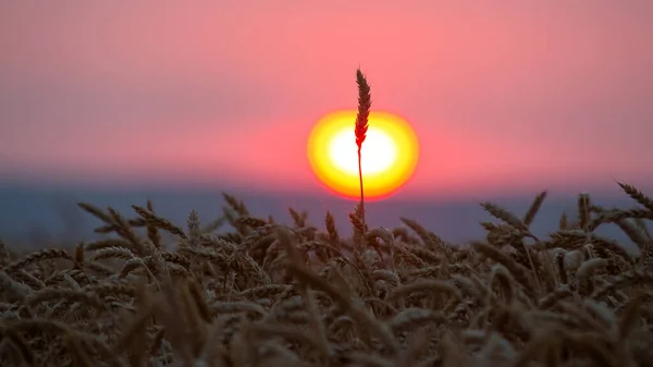 Silhouette Wheat Ears Sunset Closeup — Stock Photo, Image