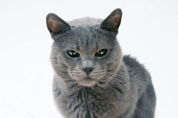 클로즈업에 고양이의 초상화 — 스톡 사진