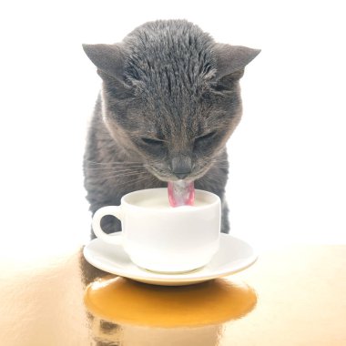 Gri kedi beyaz bardaktan taze süt içer. Favori hayvanla ev yapımı kahvaltı konsepti