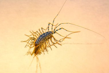 Flycatcher 'ın azarlayıcısı. Kırkayak sinekkapan, böcek avcısı Scutigera coleoptrata