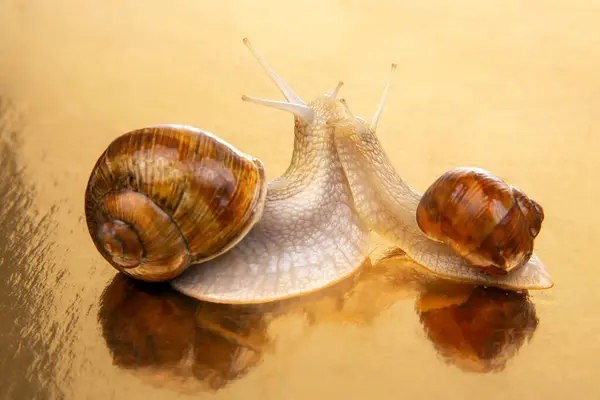 Snails on a golden mirror background. Animal world in nature.