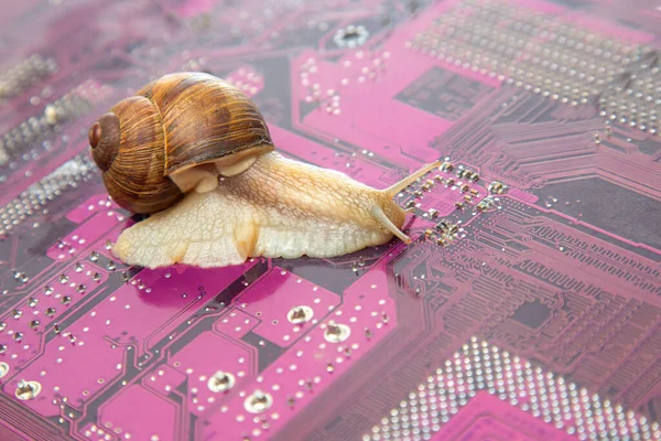 snail crawls on a computer electronic circuit board. The concept of a slow computer.
