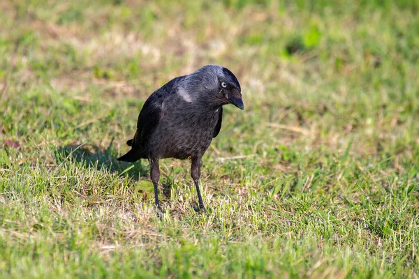 Portrait Oiseau Jackdaw Dans Herbe Verte — Photo