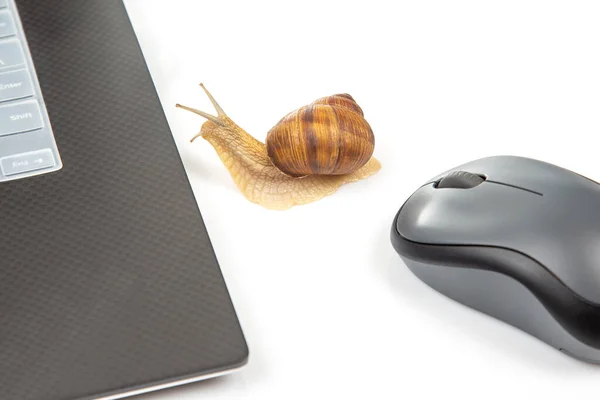 The concept of slow internet and working with a computer. Snail on the background of Internet wires and a computer mouse