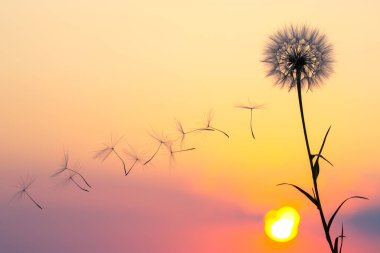 Karahindiba tohumları günbatımı gökyüzünün arka planında uçuyor. Doğanın bitkisel bitkileri