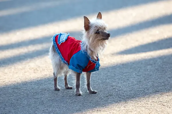 small dog in fashionable clothes walks along the city street