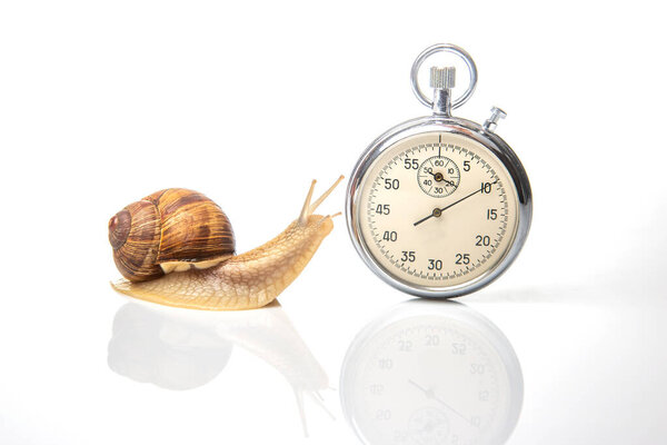 Snail and stopwatch on a white background. Concept speed. Measuring time in a distance. Finish in a competition in sports. Deadline at work