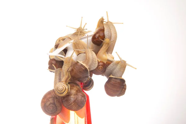Snails and a plastic water splasher on a white background. Moisture and shellfish life