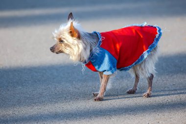 Şık giyinmiş küçük bir köpek şehir caddesinde yürüyor.