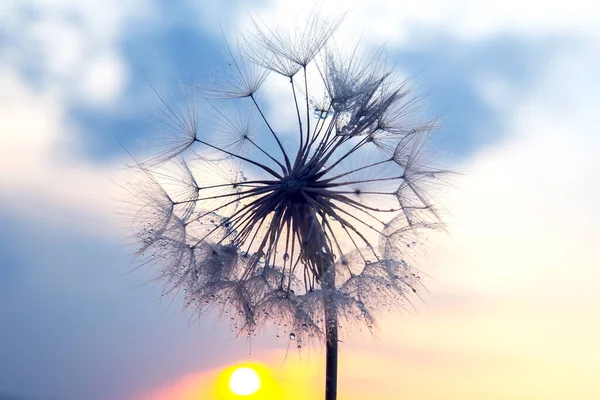 蒲公英在日落的背景上 自然与植物植物学 — 图库照片