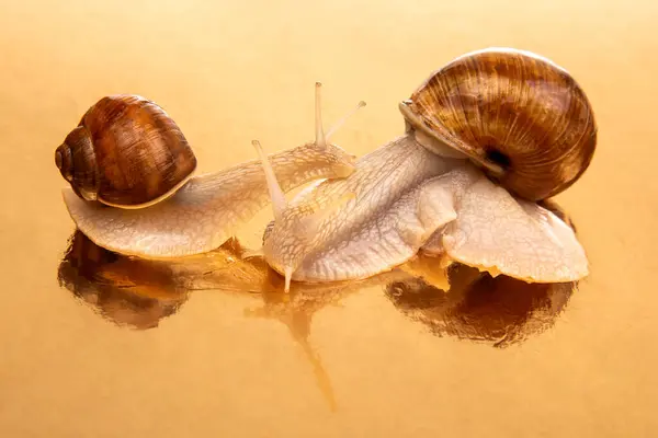 Snails on a golden mirror background. Animal world in nature.