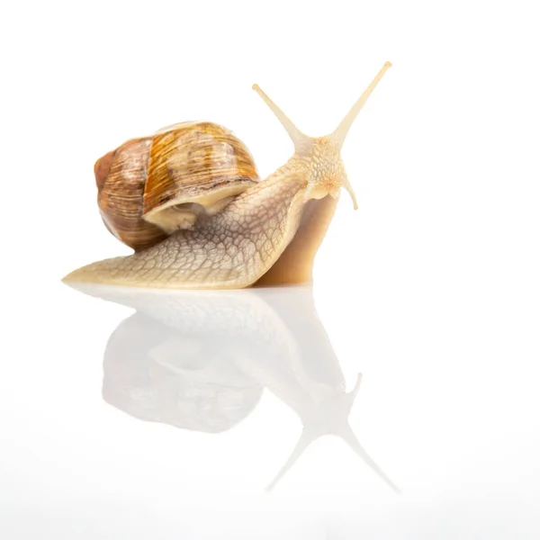 Snail White Mirror Background Animal World Nature — Stock Photo, Image