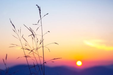 Gökyüzünde gün batımı çimlerin arkasında