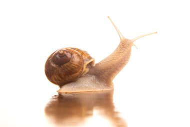 Beyaz ayna arka planında salyangoz. Doğadaki hayvanlar dünyası.