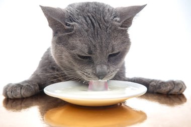 Gri kedi beyaz bir tabaktan taze süt içer. Favori hayvanla ev yapımı kahvaltı konsepti