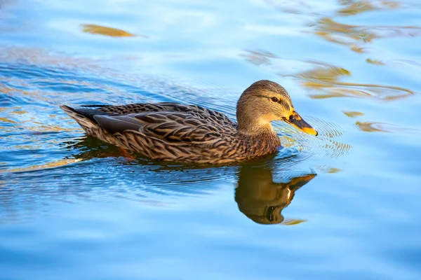 stock image colored duck poops in the pond. nature and birds