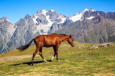 yakın planda dağlar göl çimenlerin üzerinde yürüyüş at