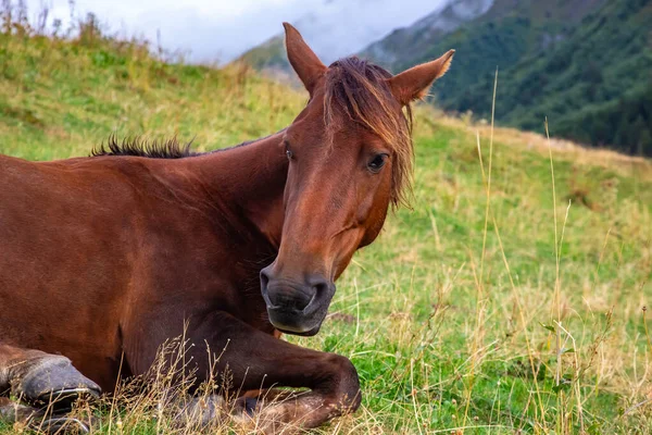 Лошадь Отдыхает Траве После Обеда — стоковое фото