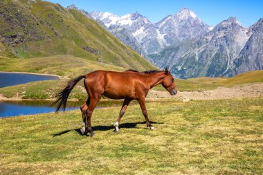yakın planda dağlar göl çimenlerin üzerinde yürüyüş at