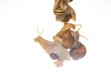 Beyaz arka planda salyangozlar üst üste asılıydı. Doğadaki hayvanlar dünyası.