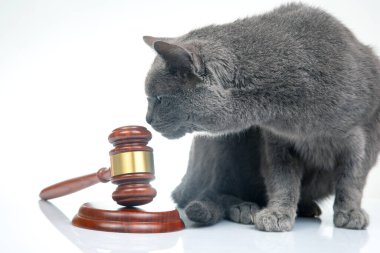 Gri kedi ve çekiç, beyaz bir arkaplanda yargı kararları almak için. Hayvanları korumak için yasalar
