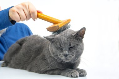 El, beyaz arka planda fırçası olan gri bir kedinin tüylerini tarıyor. Hayvan bakımı