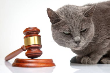 Gri kedi ve çekiç, beyaz bir arkaplanda yargı kararları almak için. Hayvanları korumak için yasalar