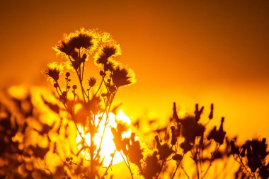 Batan güneşin arka planında çiçek ve bitki siluetleri