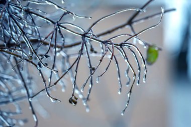 Buzlu ağaç dallarında buz saçakları. Sıcaklık mevsimi ve sonbaharda kış havası
