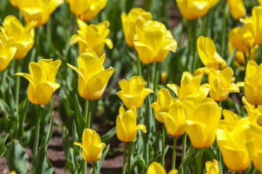 Sarı lalelerden oluşan geniş bir tarla. çiçekler ve botanik