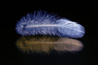 Koyu bir arka planda renkli tüy ve kuş tüyü