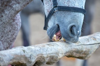 at bir ağaç yakın çekim dişlerinde biler
