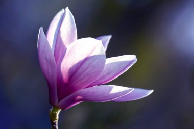 Manolya çiçeğinin başı. Botanik ve çiçekler