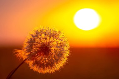 Karahindiba, gün batımında gökyüzüne karşı siluetlendi. Çiçeklerin doğası ve botaniği