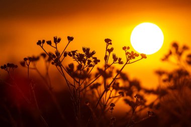 Batan güneşin arka planında çiçek ve bitki siluetleri