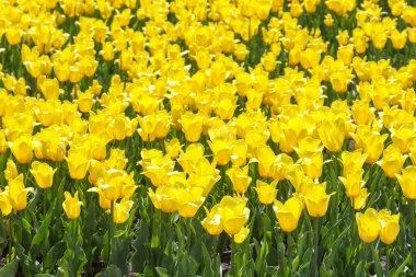Sarı lalelerden oluşan geniş bir tarla. çiçekler ve botanik