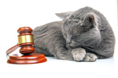Gri kedi ve çekiç, beyaz bir arkaplanda yargı kararları almak için. Hayvanları korumak için yasalar