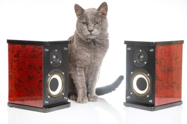 Gri kedi beyaz arka planda iki ses stereo hoparlörü arasında oturur.