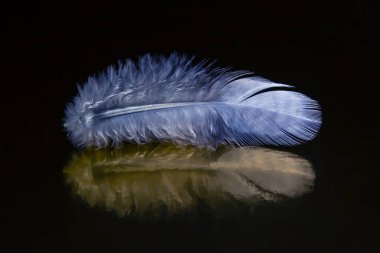 Koyu bir arka planda renkli tüy ve kuş tüyü