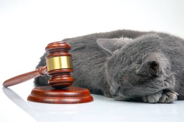 Gri kedi ve çekiç, beyaz bir arkaplanda yargı kararları almak için. Hayvanları korumak için yasalar