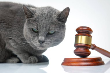 Gri kedi ve çekiç, beyaz bir arkaplanda yargı kararları almak için. Hayvanları korumak için yasalar